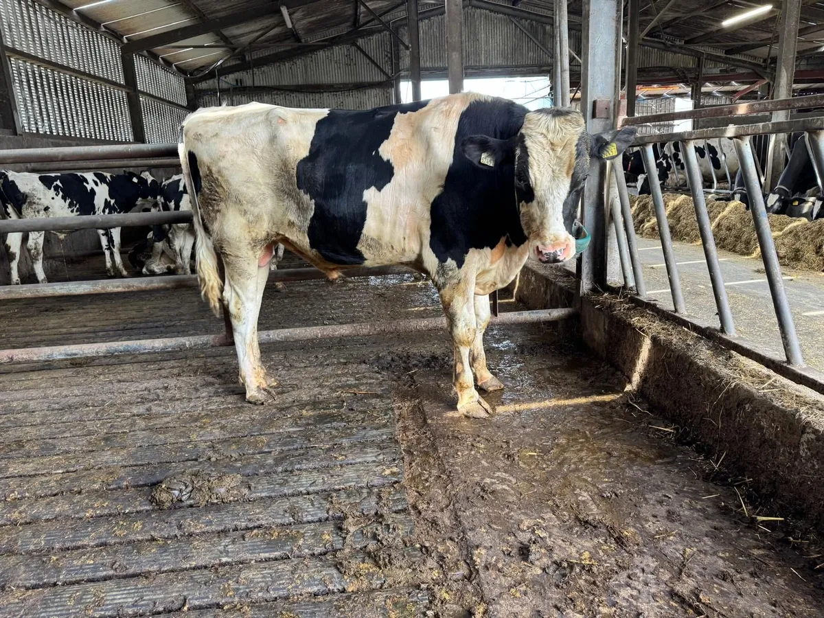 Pedigree registered Holstein bull - 20 months old - Image 2
