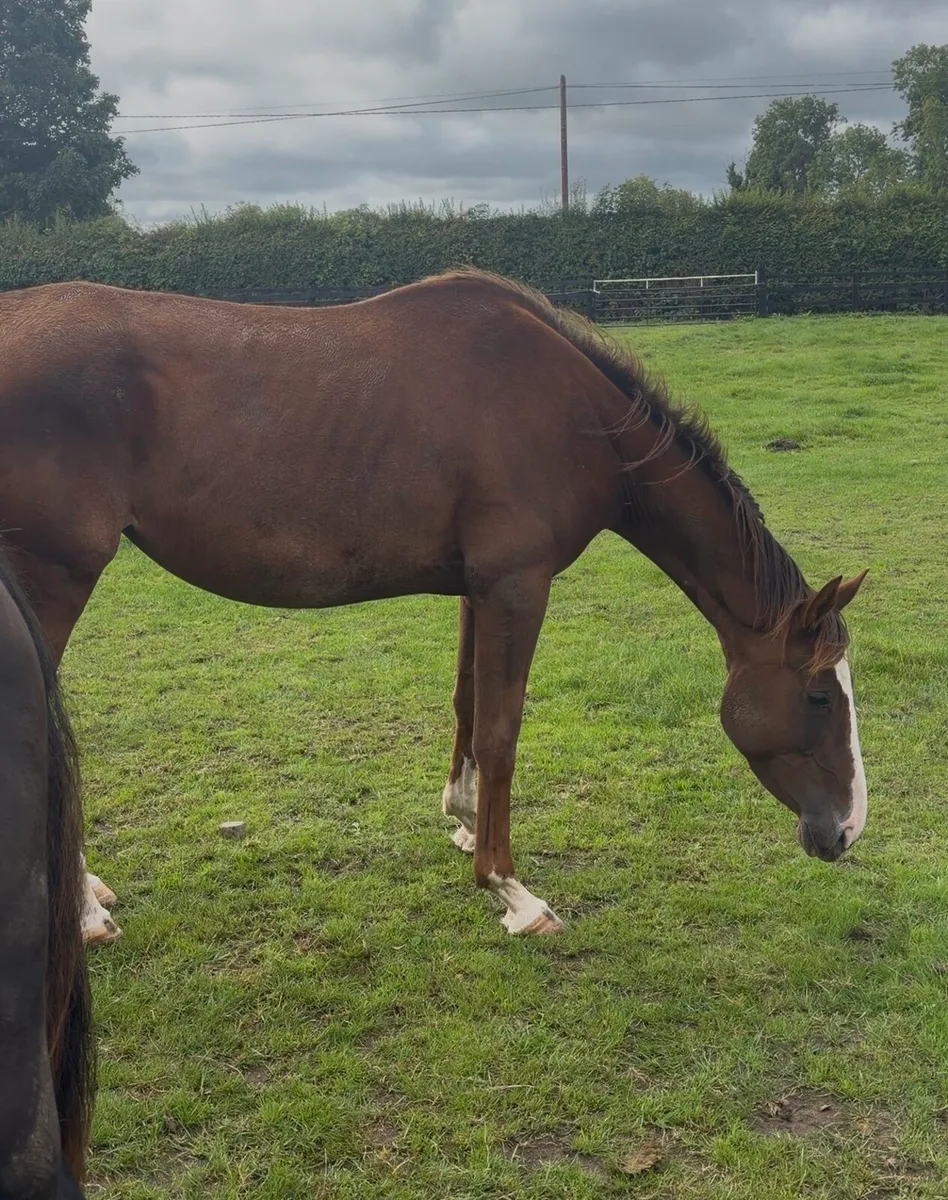Chestnut 4yo ISH - Image 4