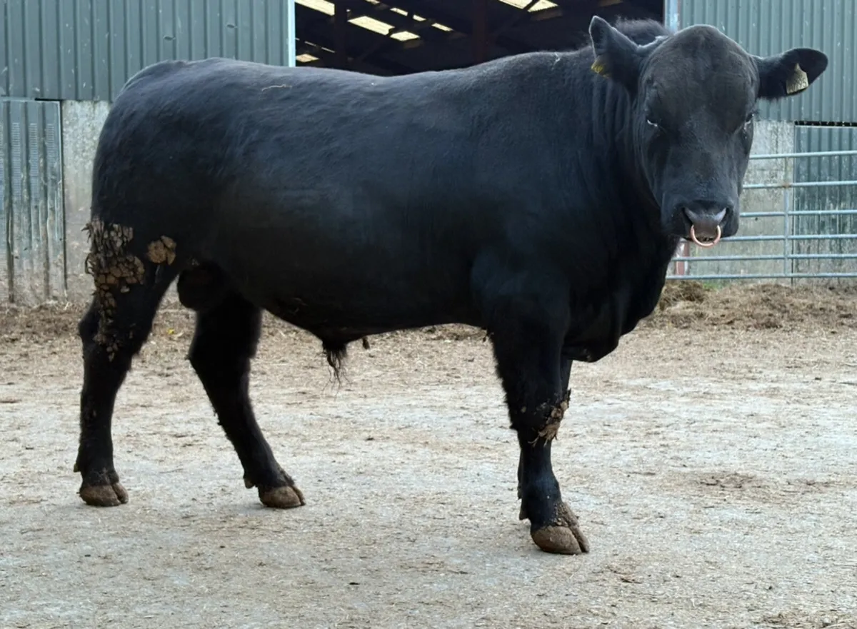 4 Pedigree Angus and Limousin Bulls - Image 3