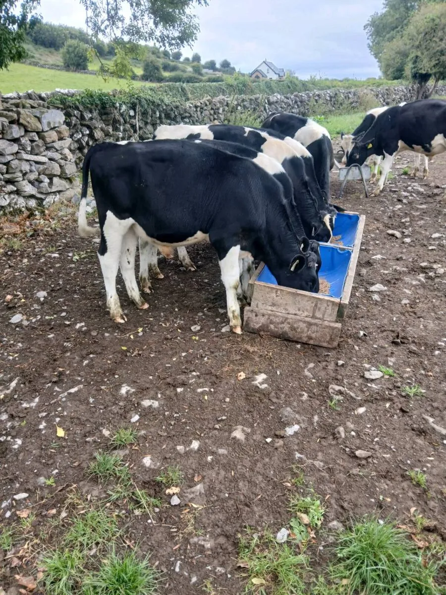Friesian bulls - Image 2