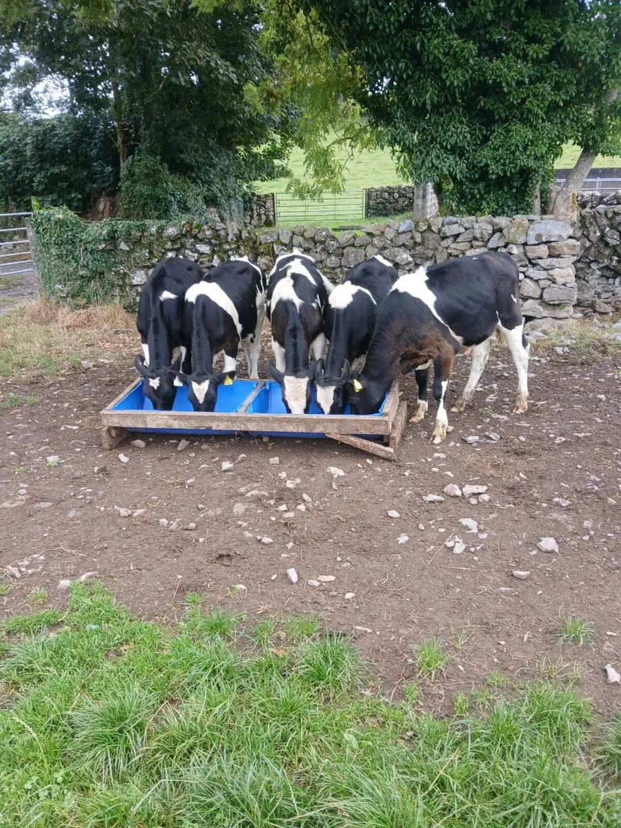 Friesian bulls - Image 3