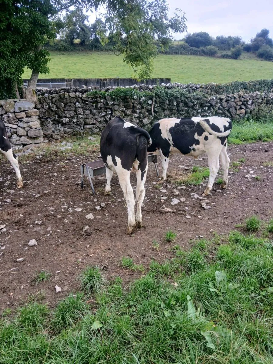 Friesian bulls - Image 4