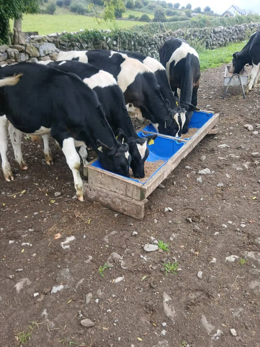 Friesian bulls - Image 1