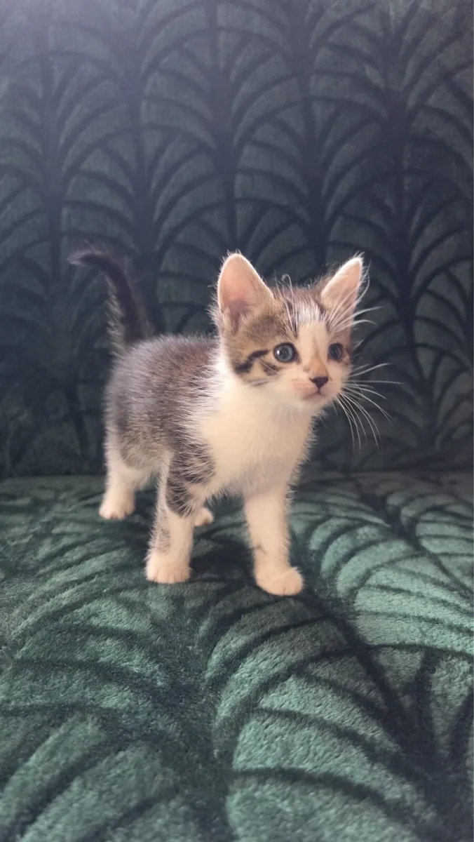 5 kittens looking for their forever homes - Image 3