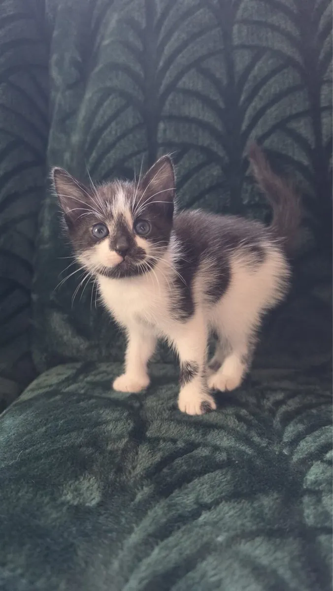 5 kittens looking for their forever homes - Image 4
