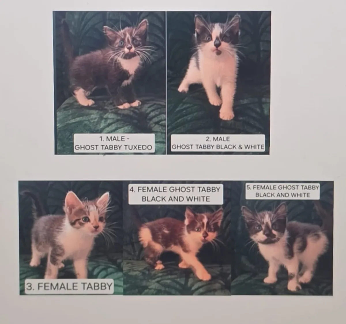 5 kittens looking for their forever homes - Image 3