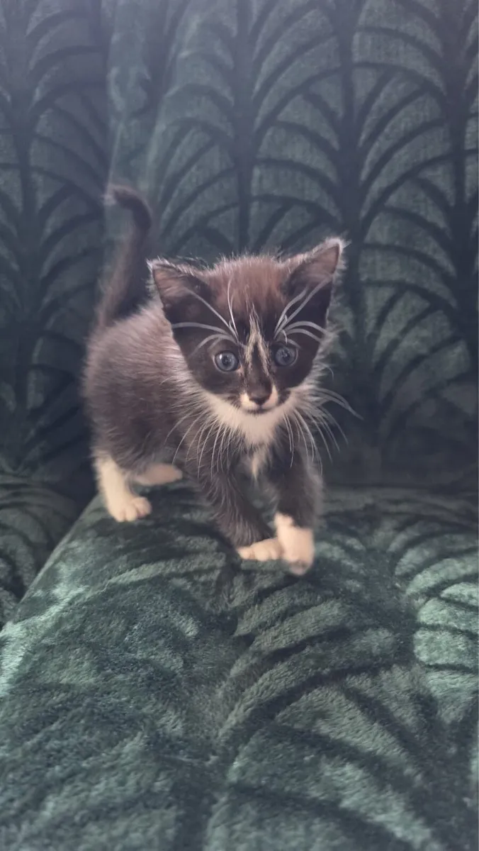 5 kittens looking for their forever homes - Image 1
