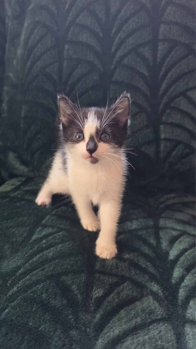 5 kittens looking for their forever homes - Image 2