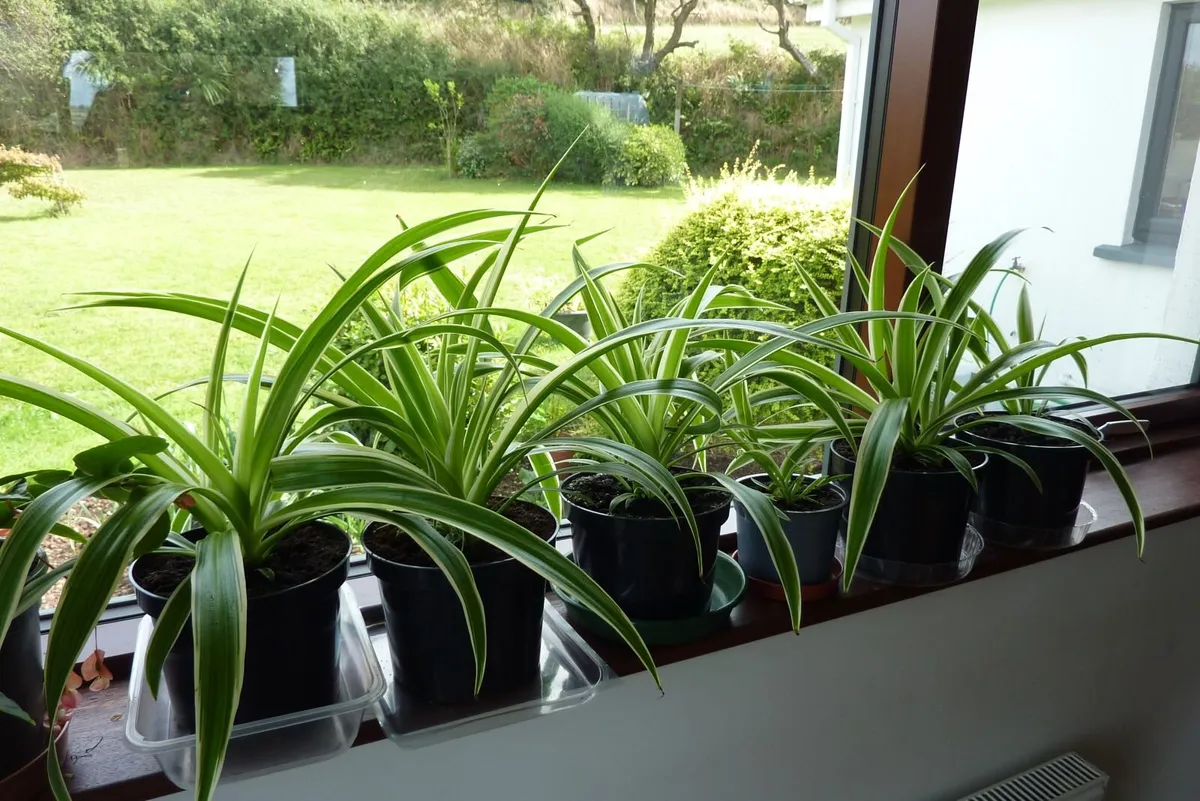 Large spider plants - Image 1
