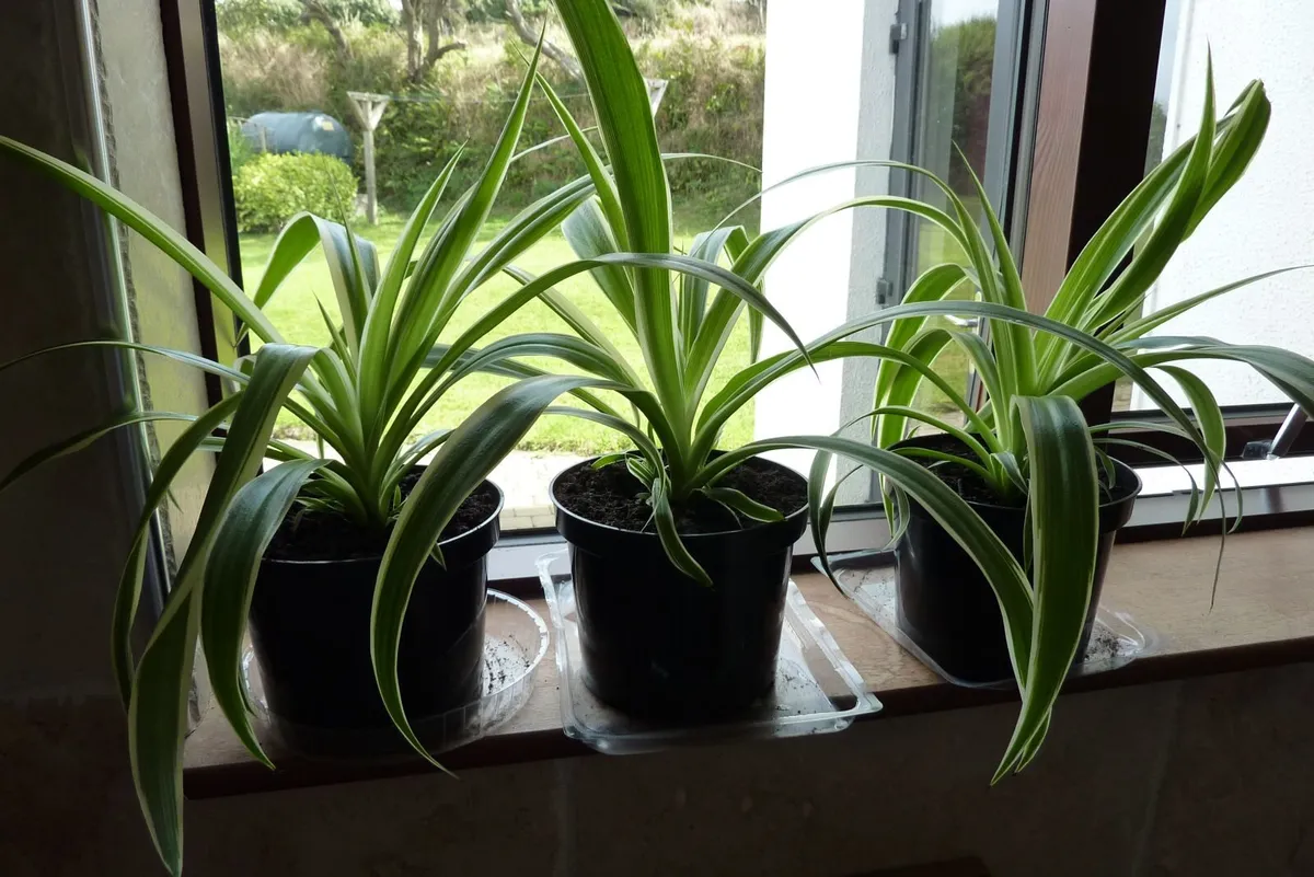 Large spider plants - Image 2