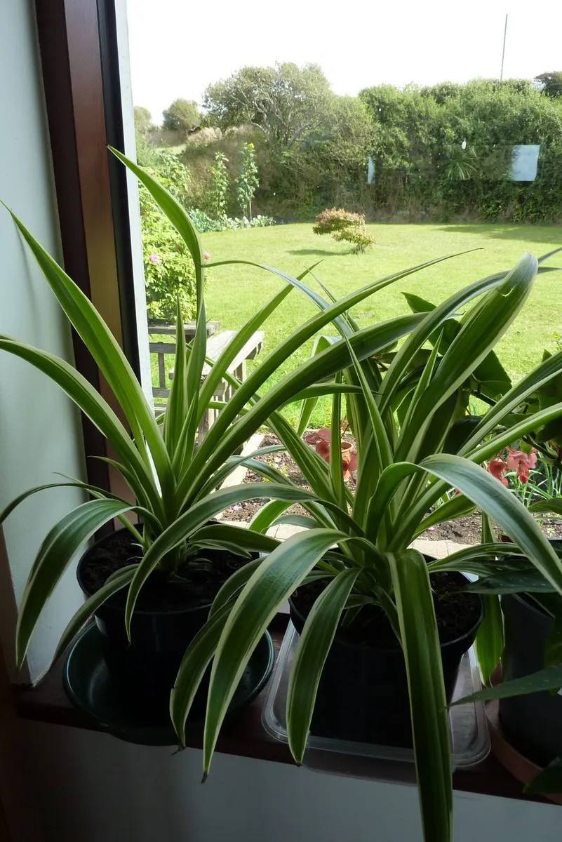 Large spider plants - Image 3