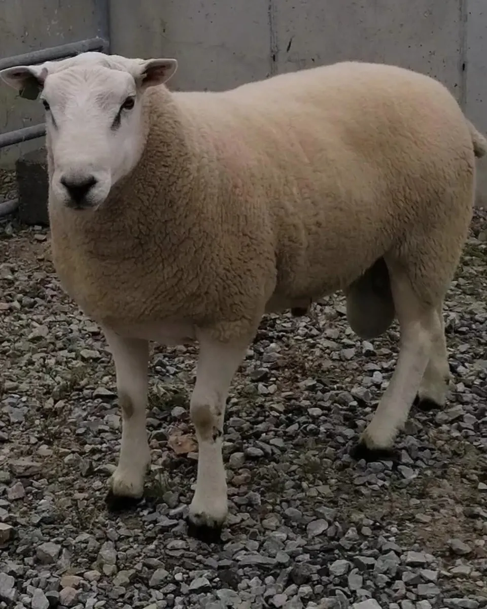 Pedigree Lleyn Ram's - Image 3