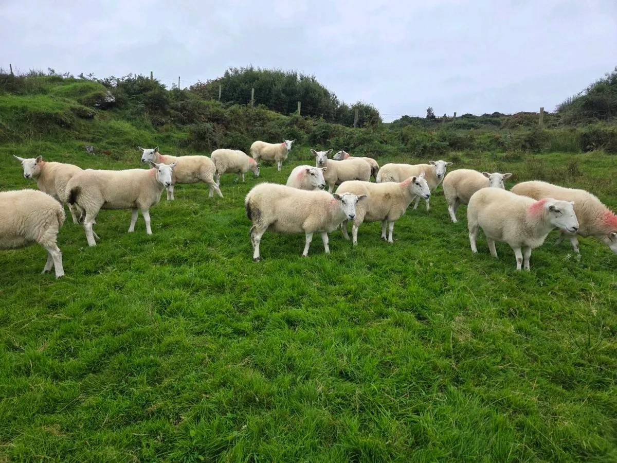 Cheviot ewes - Image 2