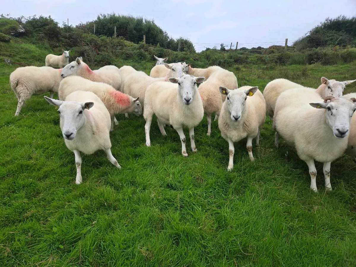 Cheviot ewes - Image 1