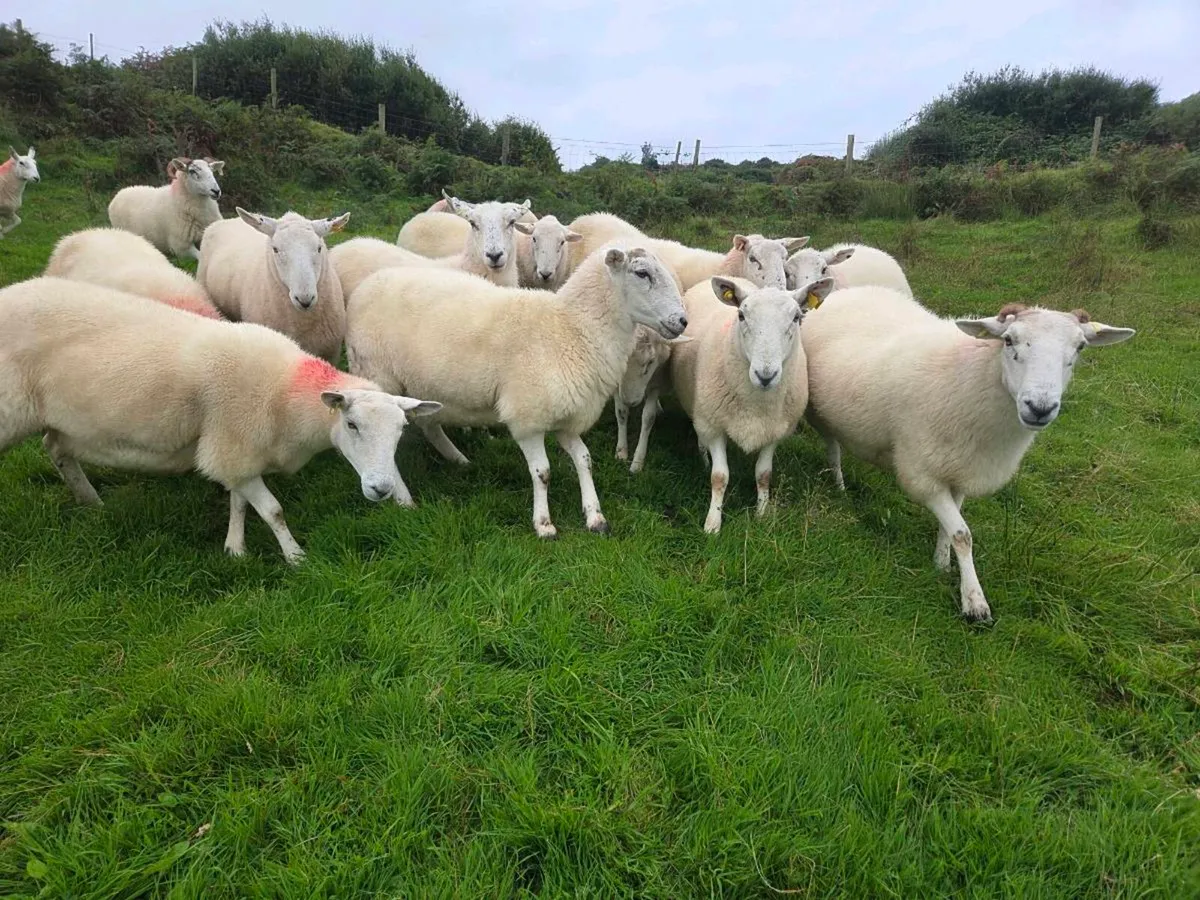 Cheviot ewes - Image 3