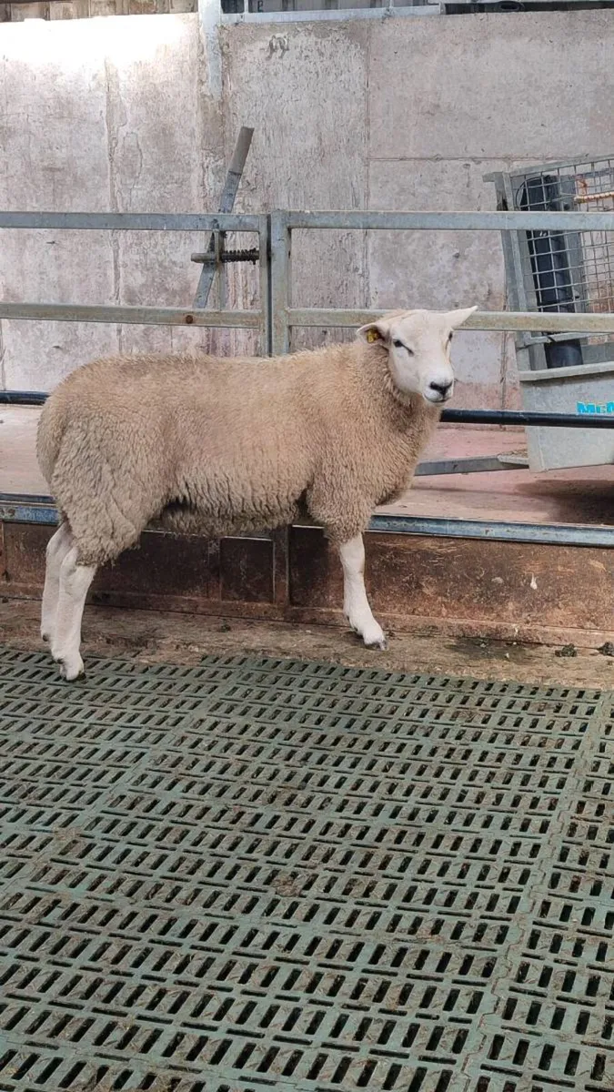 Pedigree Lleyn Ram's - Image 1