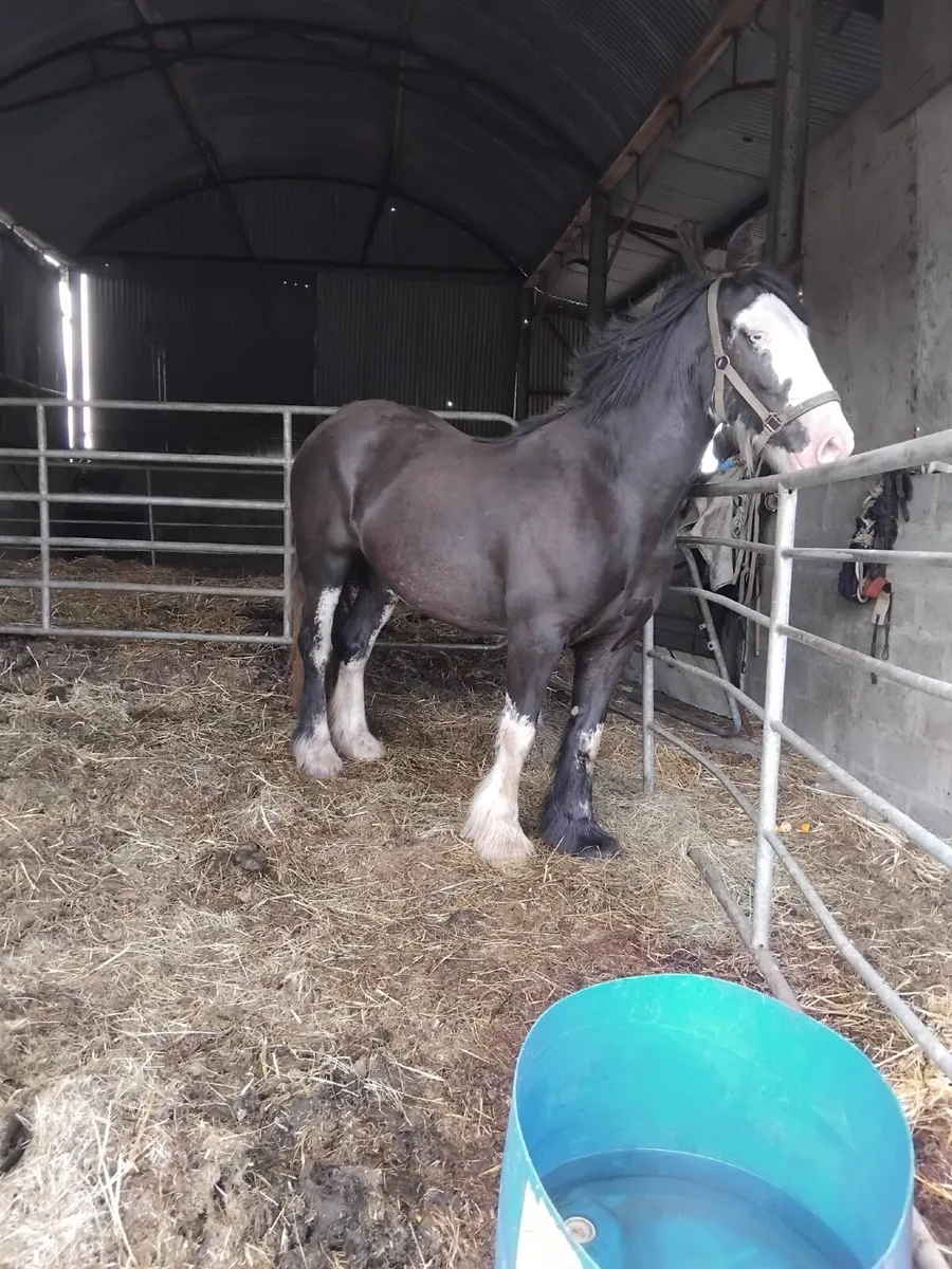 Lovely Cob - Image 4