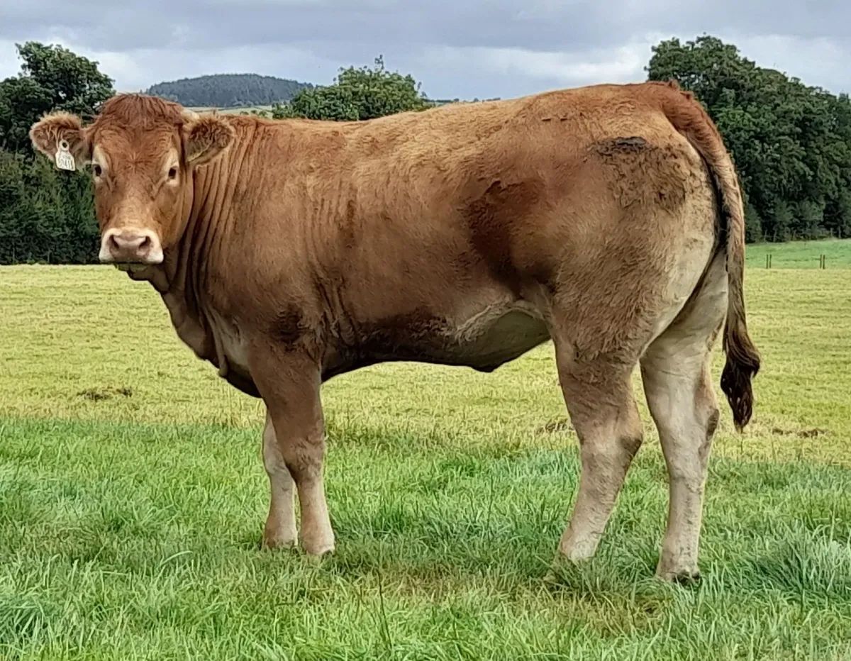 Breeding heifers - Image 1