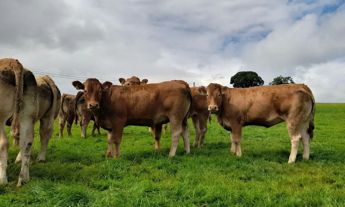 Breeding heifers - Image 3
