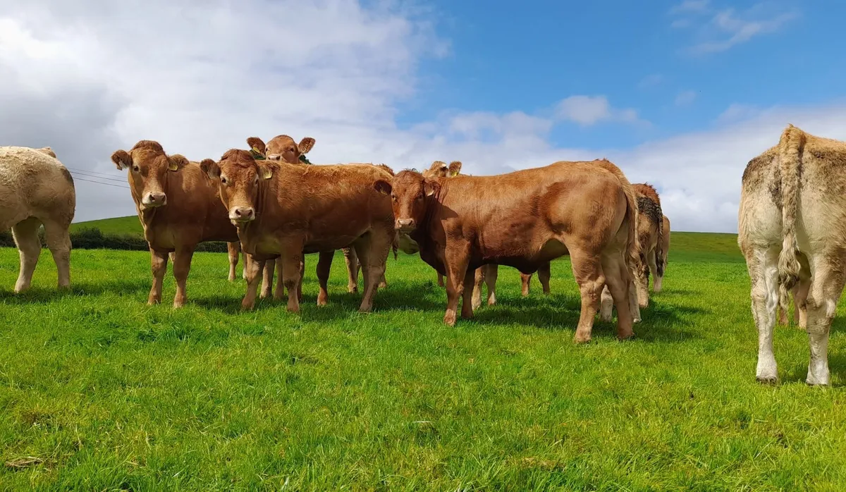 Breeding heifers - Image 2