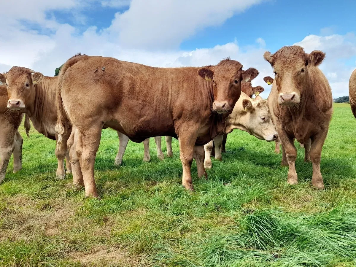 Breeding heifers - Image 4