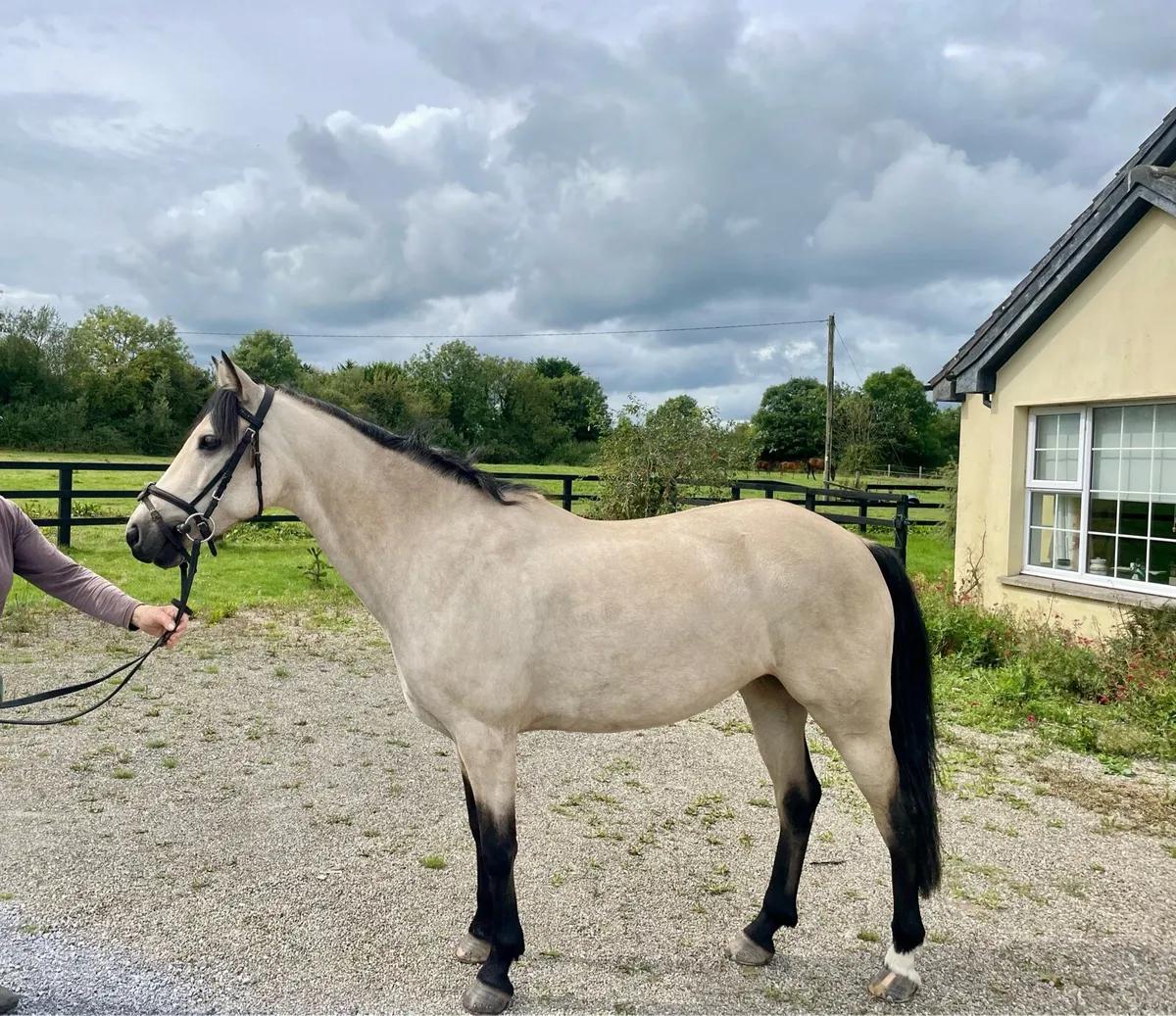 14h attractive 7yo pony - Image 3