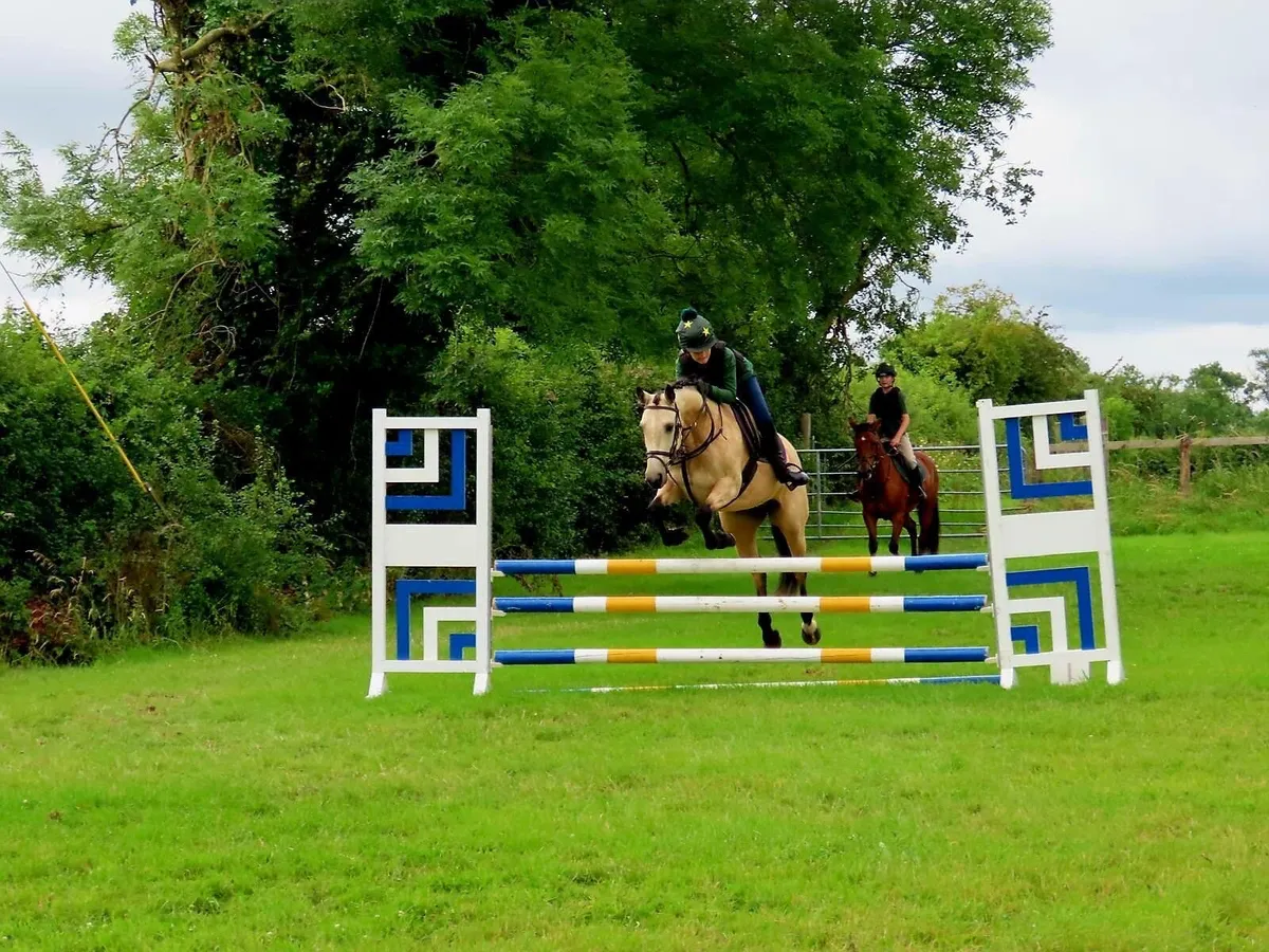 14h attractive 7yo pony - Image 4
