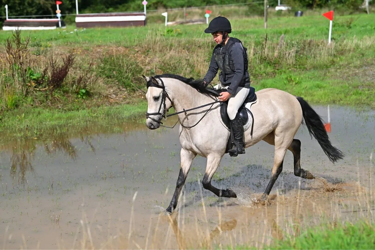 14h attractive 7yo pony - Image 1