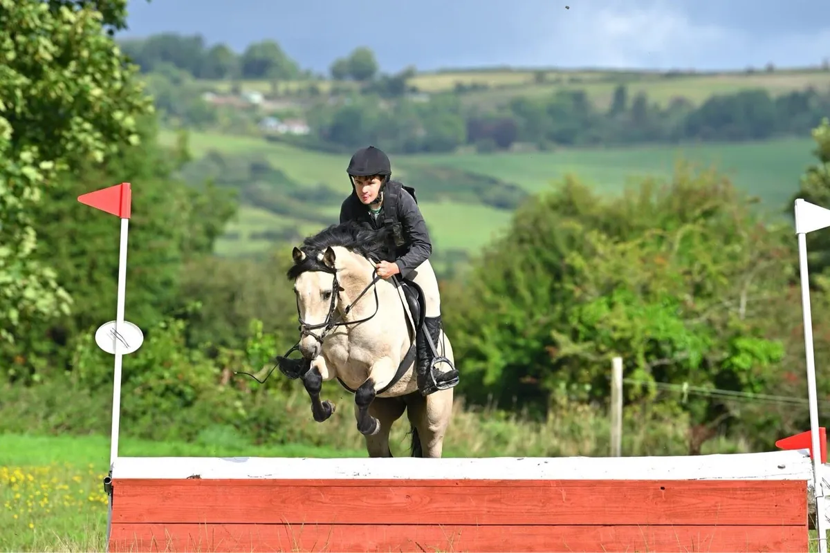 14h attractive 7yo pony - Image 2