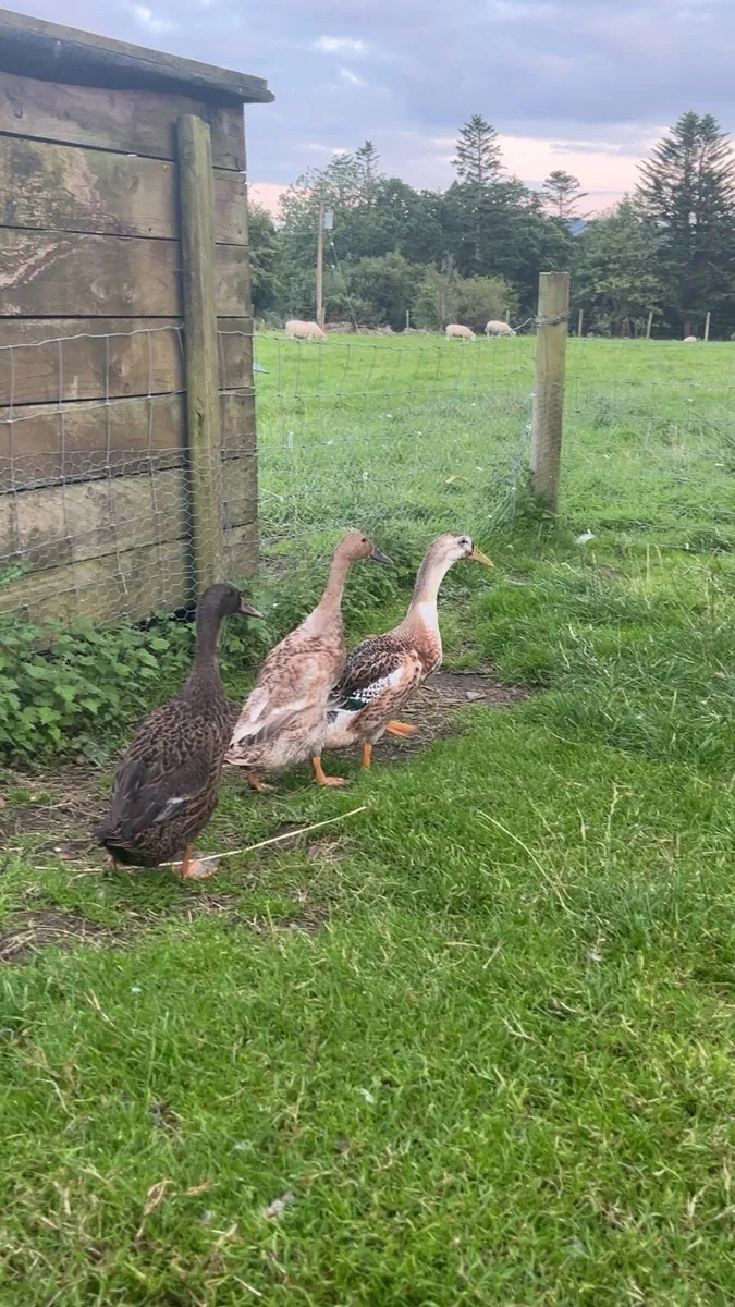Ducks,hens,quail - Image 1