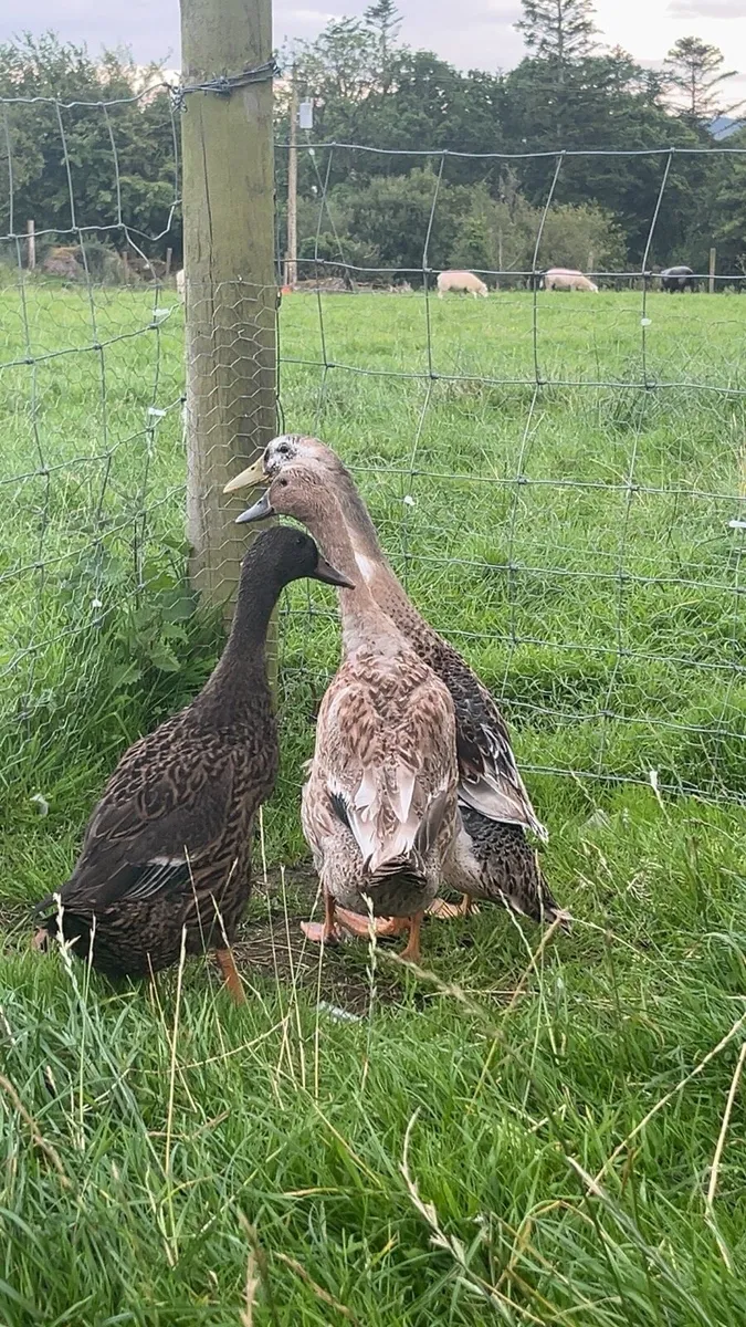 Ducks,hens,quail - Image 2