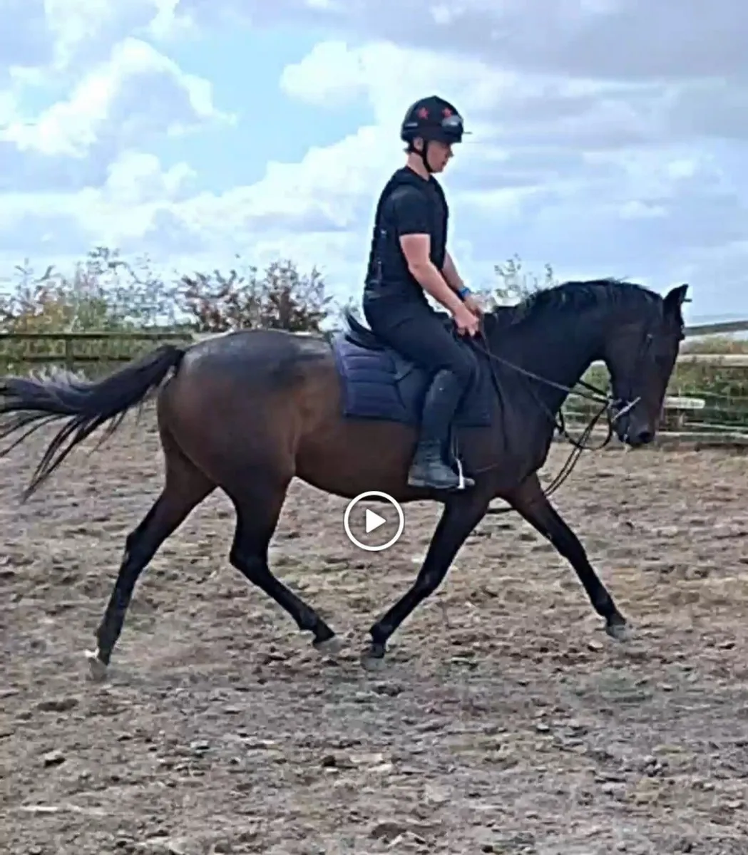 Tb mare - Image 1