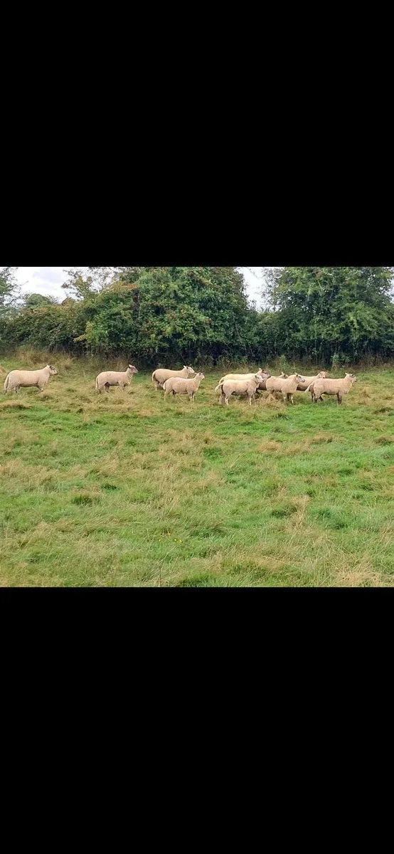 Ewe hoggets - Image 2