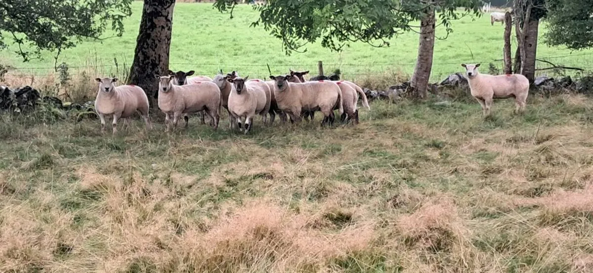 Ewe hoggets - Image 1