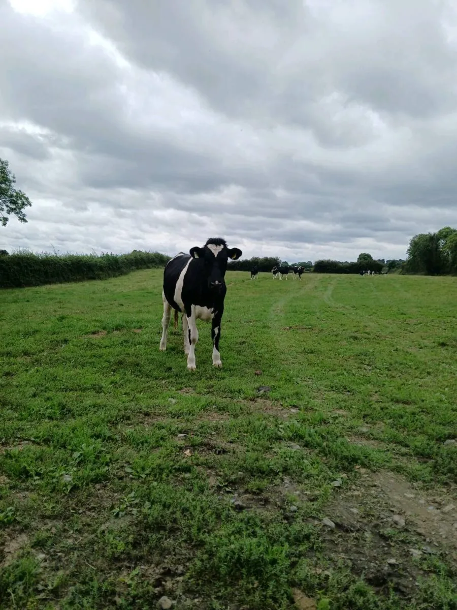 Incalf heifers - Image 1