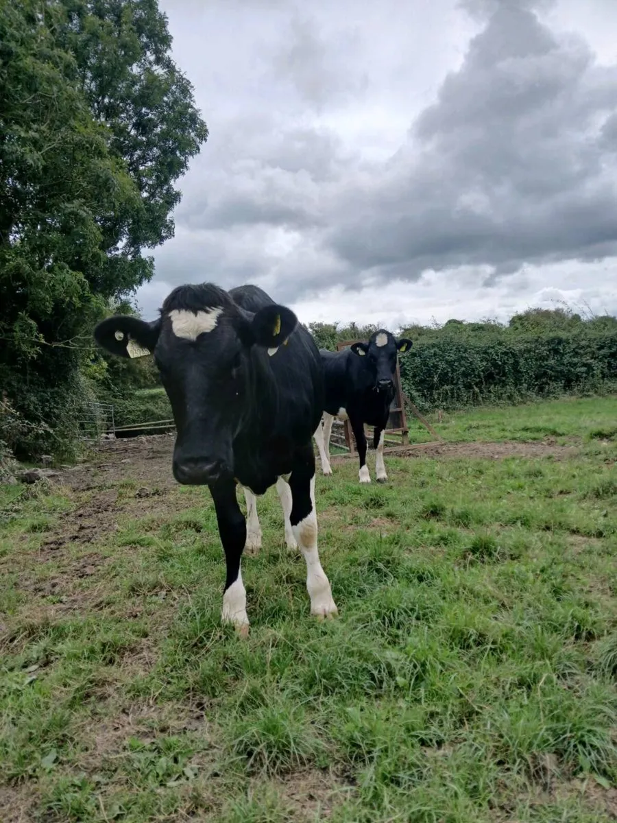 Incalf heifers - Image 2
