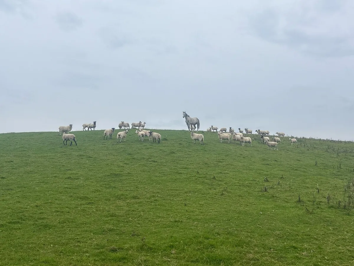 42 hogget ewes - Image 1