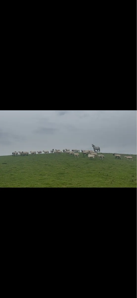 42 hogget ewes - Image 2
