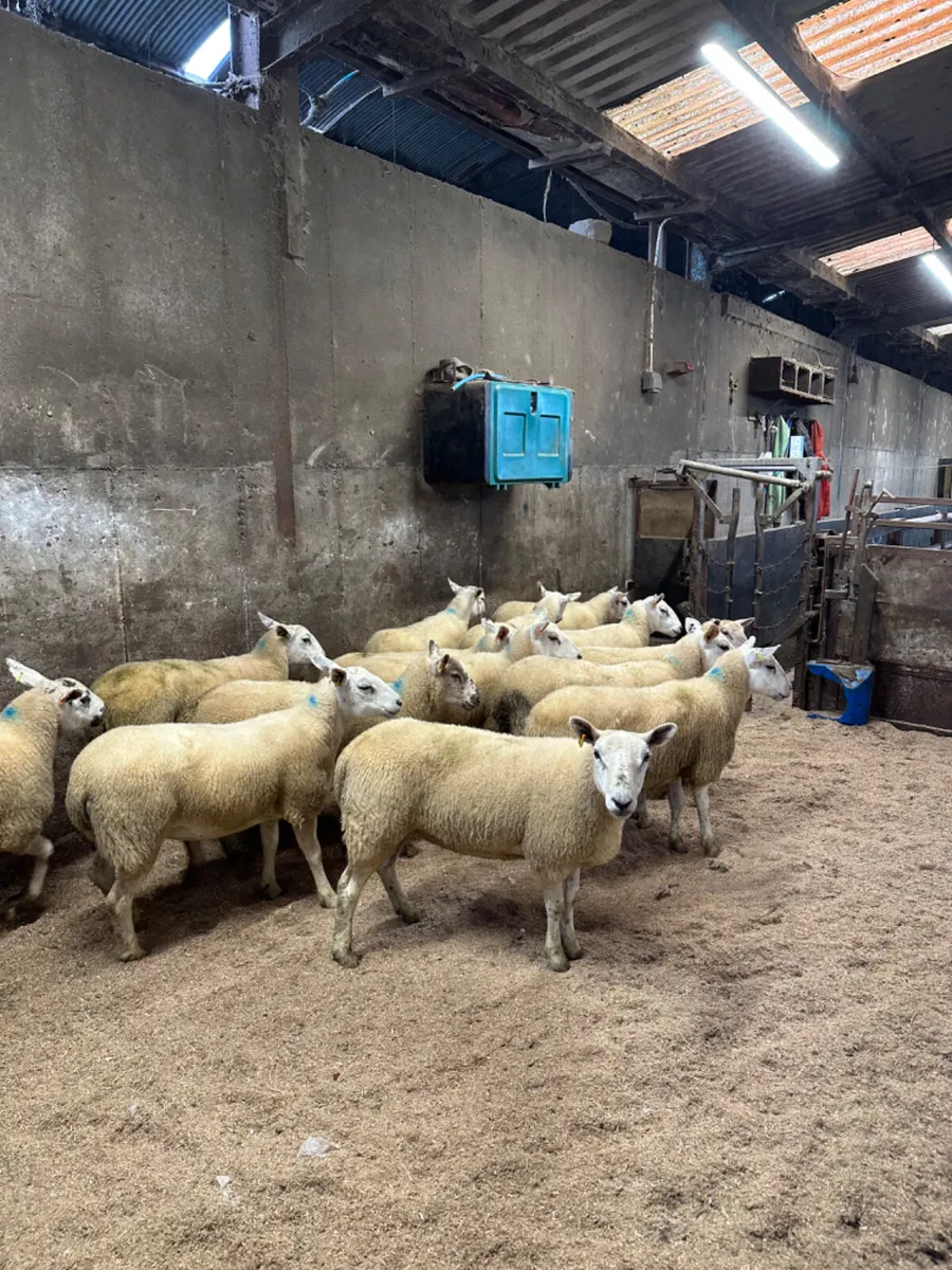 Texel Hoggets - Image 1