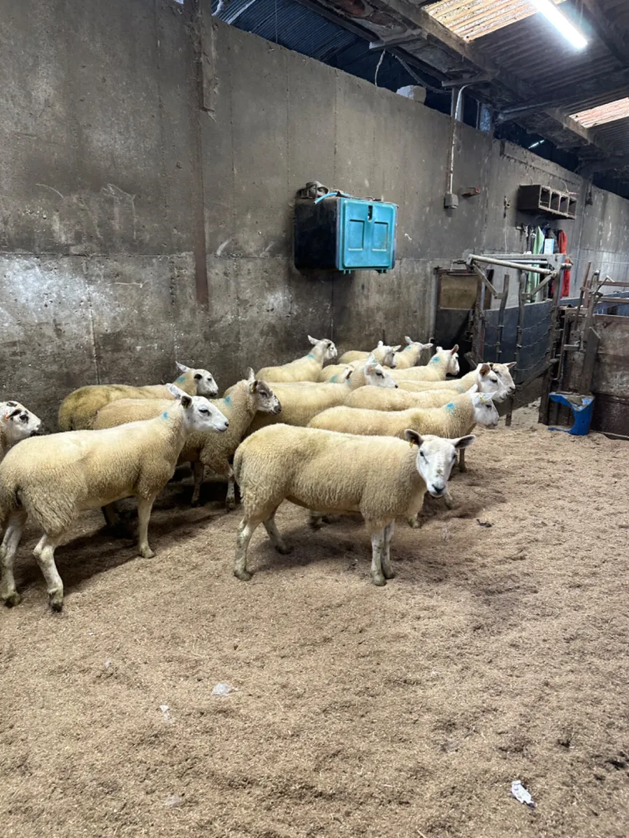 Texel Hoggets - Image 2