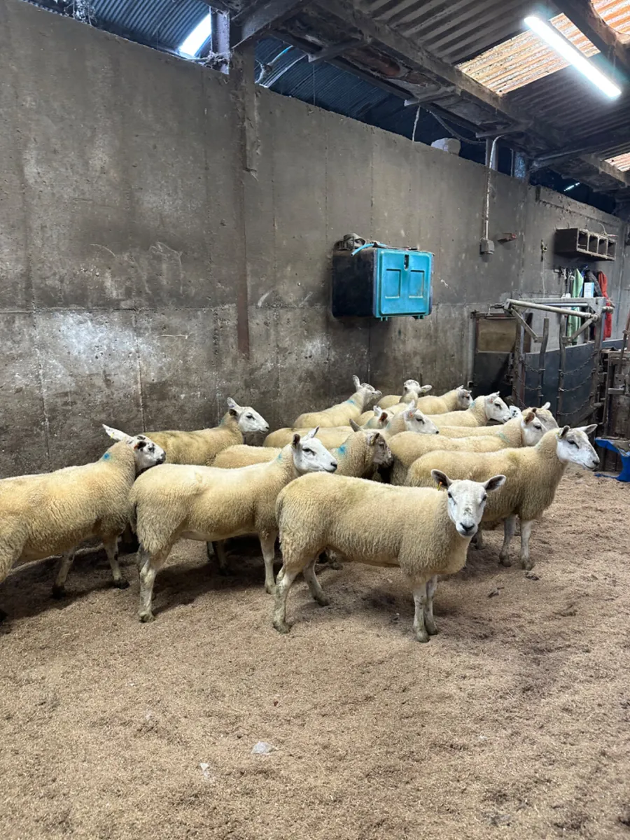 Texel Hoggets - Image 4