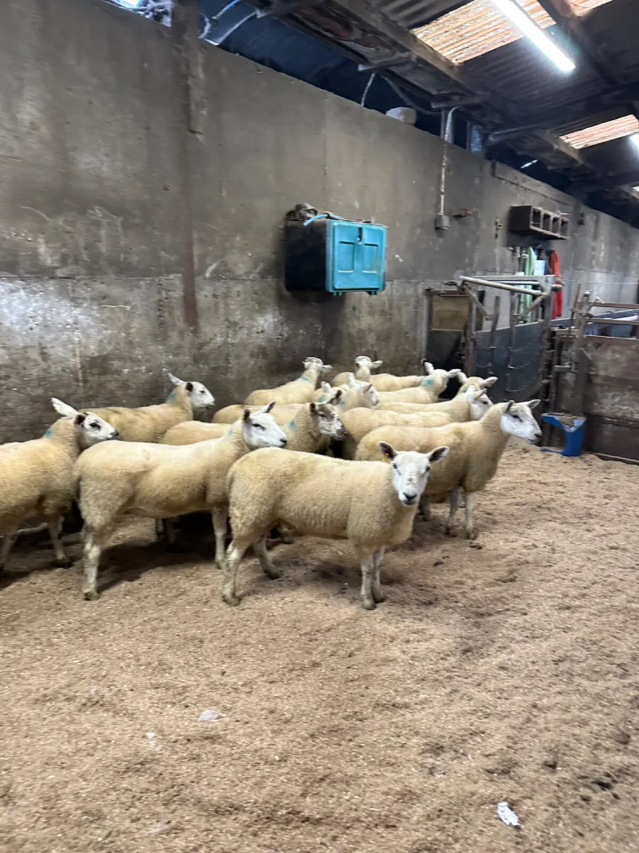 Texel Hoggets - Image 3