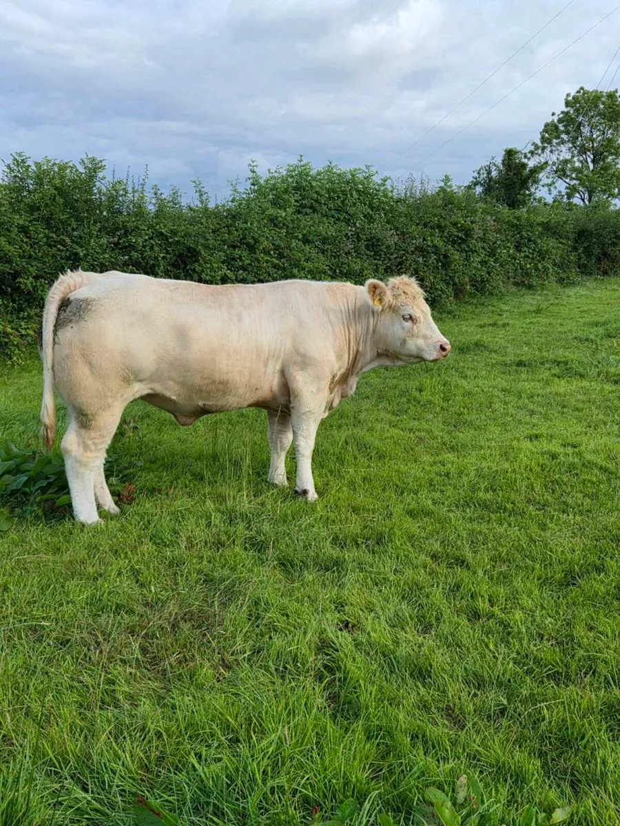 PBR Charolais Heifers - Image 3