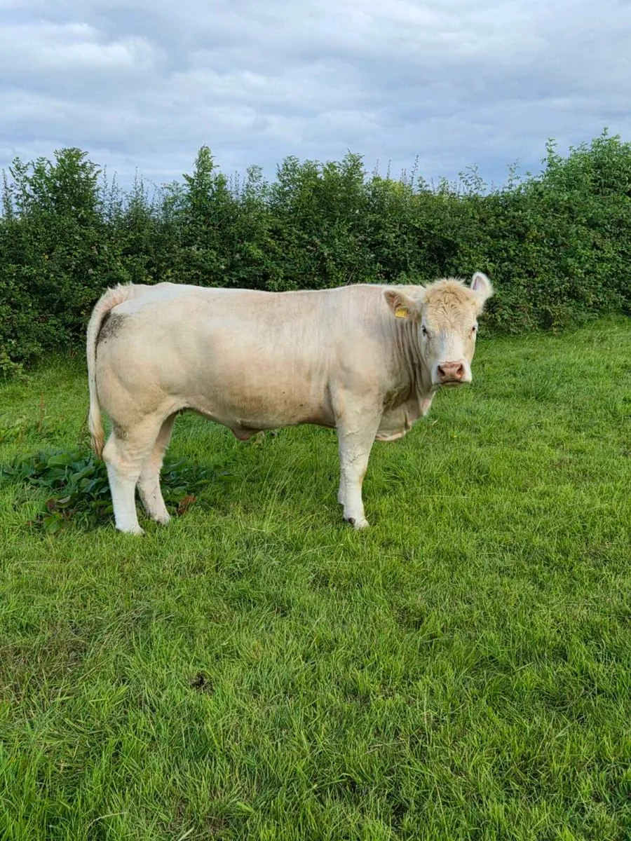 PBR Charolais Heifers - Image 4