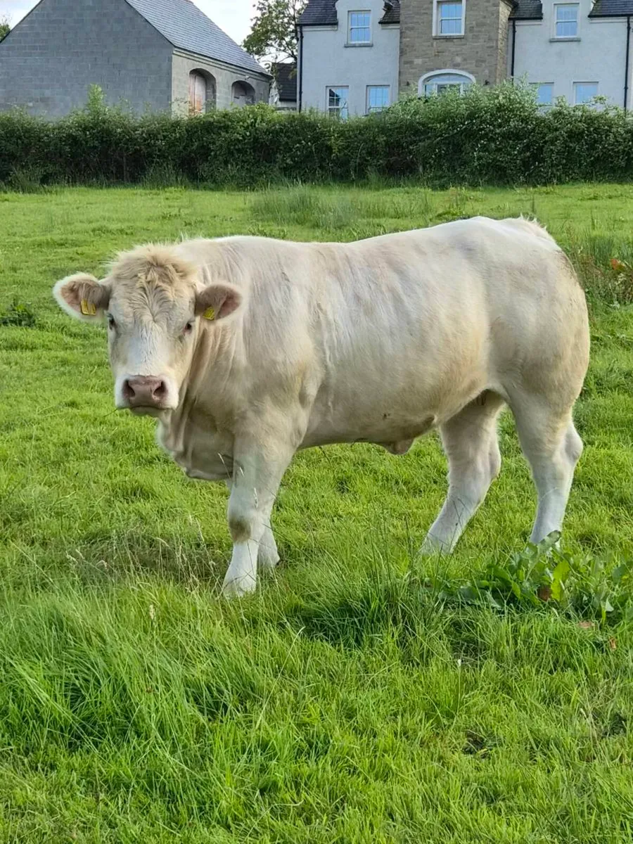 PBR Charolais Heifers - Image 1
