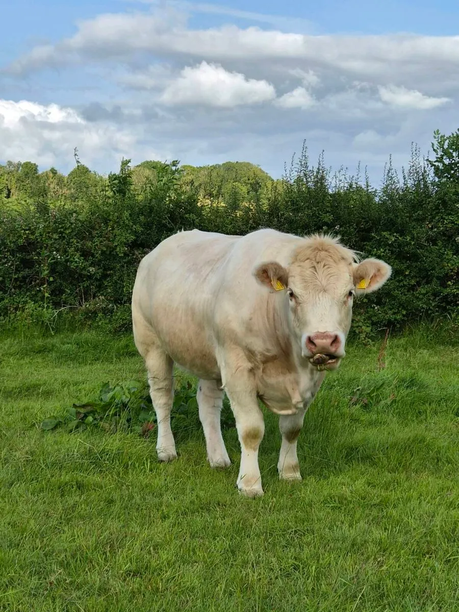 PBR Charolais Heifers - Image 2