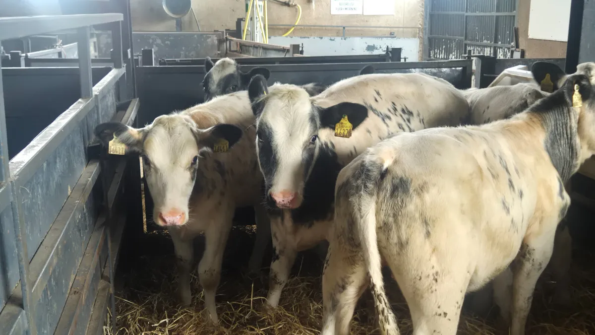 5 Super Belgian blue heifer weanlings for sale - Image 4