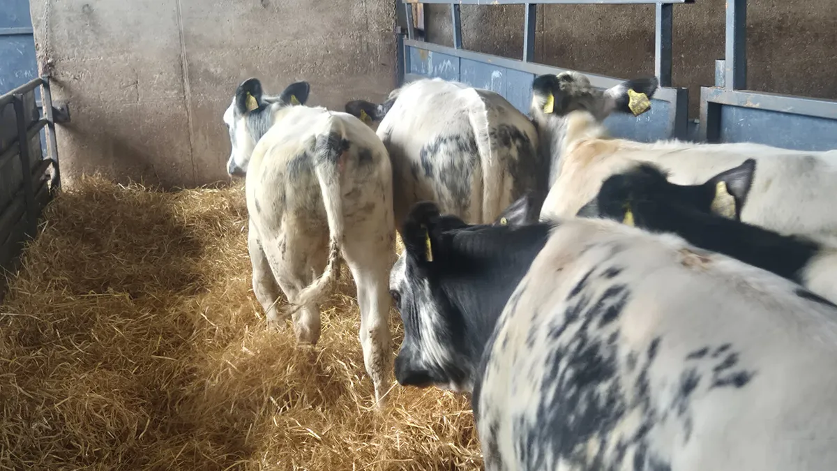 5 Super Belgian blue heifer weanlings for sale - Image 3