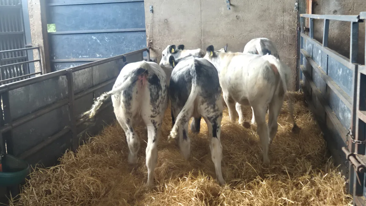 5 Super Belgian blue heifer weanlings for sale - Image 1