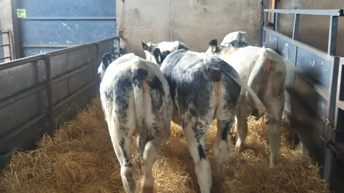 5 Super Belgian blue heifer weanlings for sale - Image 2
